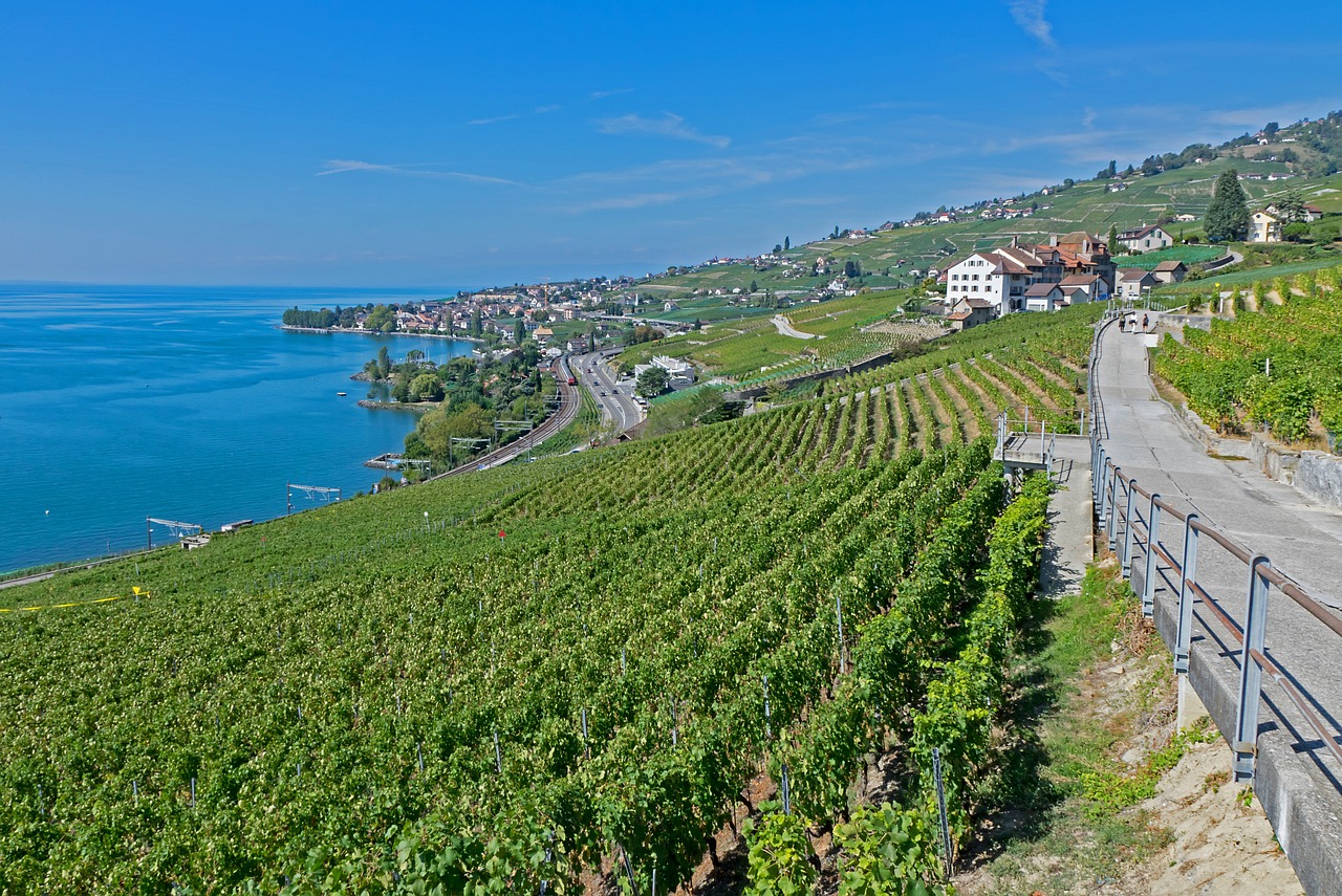 灤南澤平莊園，獨(dú)特魅力與發(fā)展前景的最新消息
