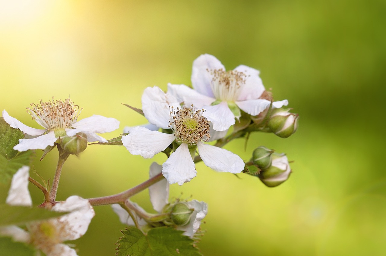 王寶強(qiáng)與馬蓉的最新動態(tài)，情感糾葛與人生的新篇章
