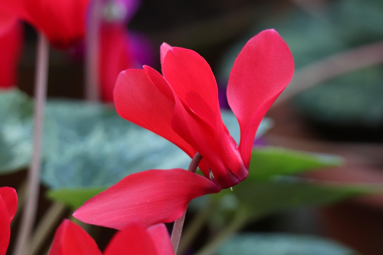 深度解析軍事動態(tài)與全球安全局勢，軍情觀察最新一期報道速遞