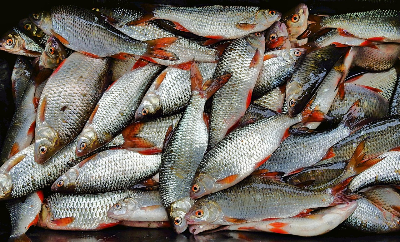 浦魚達(dá)人最新版本下載,全新功能與特色體驗(yàn)